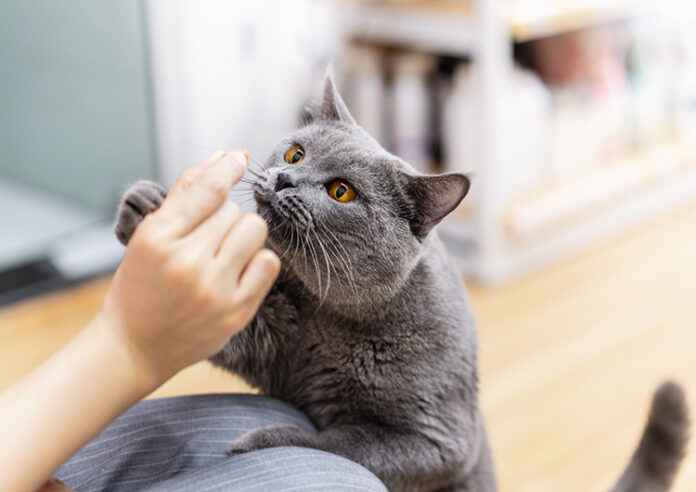 猫の飼い主さんはフード選びどうしてる？2022年度 動向調査のメイン画像