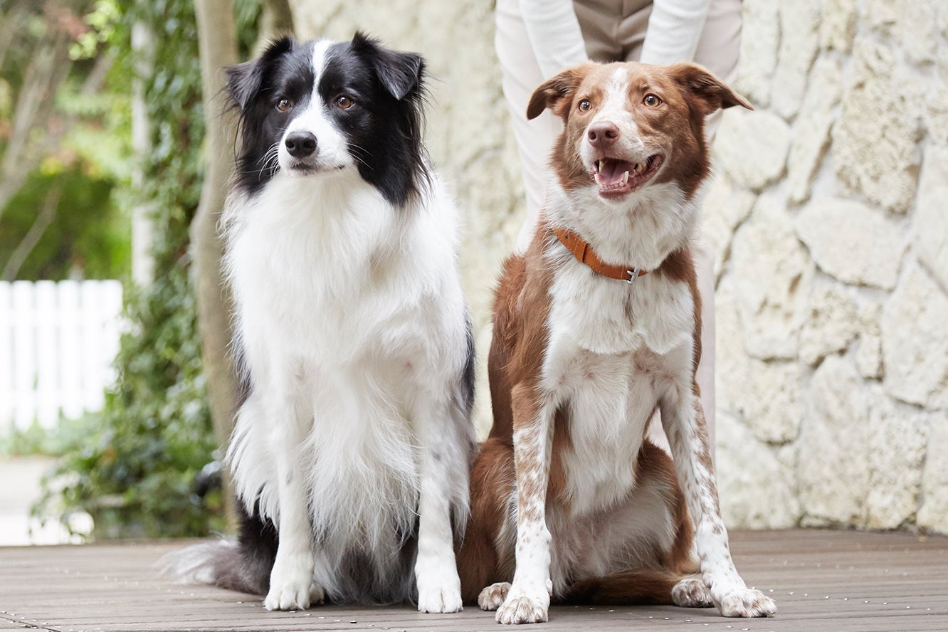 犬猫の平均寿命は過去最長に！犬種・猫種ごとになりやすい病気も掲載のサブ画像7