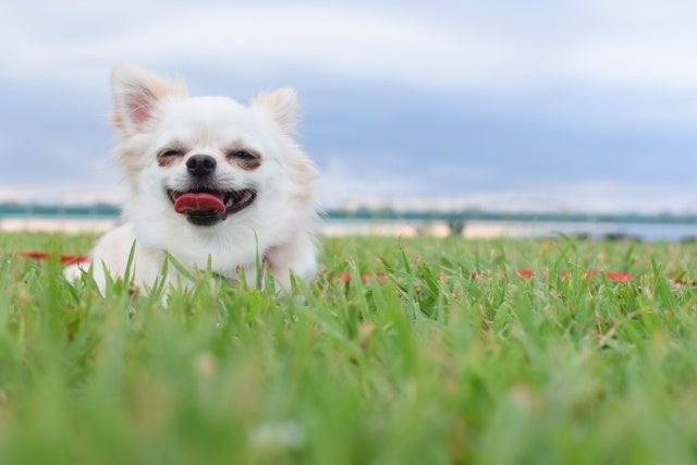 【バイオフィリア犬猫調査リリース＃8】2022年愛犬家が選ぶ、ワンワン流行語大賞１位は「可愛い」2位「うちの子」。今年の漢字は「幸」に決定！のサブ画像3