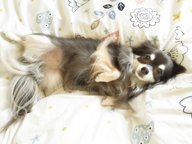 【バイオフィリア犬猫調査リリース＃8】2022年愛犬家が選ぶ、ワンワン流行語大賞１位は「可愛い」2位「うちの子」。今年の漢字は「幸」に決定！のサブ画像4