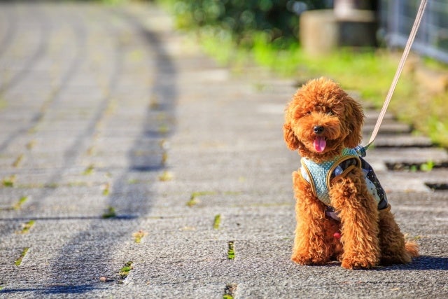 【バイオフィリア犬猫調査リリース＃8】2022年愛犬家が選ぶ、ワンワン流行語大賞１位は「可愛い」2位「うちの子」。今年の漢字は「幸」に決定！のサブ画像5