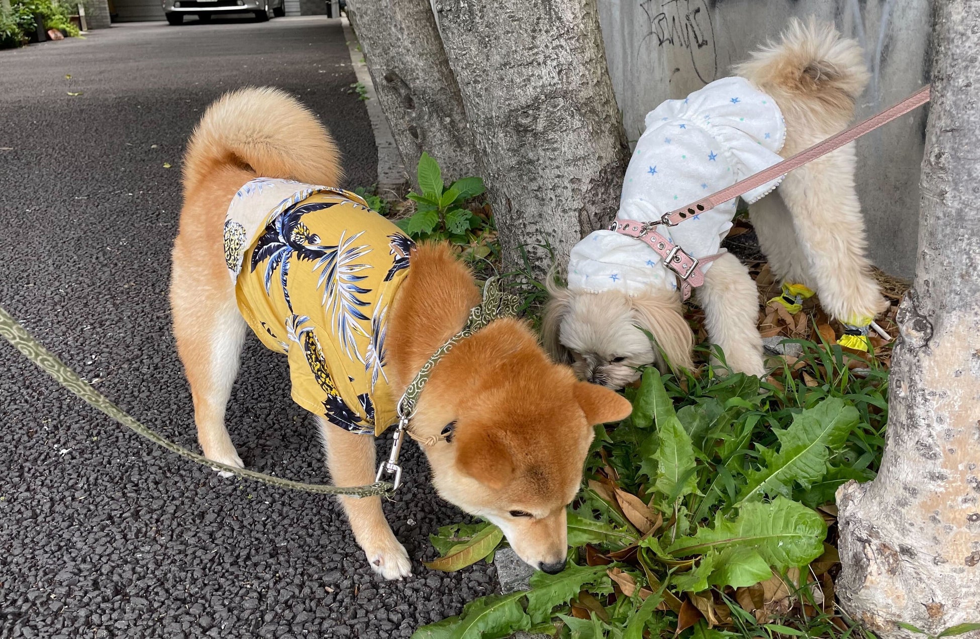 【バイオフィリア犬猫調査リリース＃8】2022年愛犬家が選ぶ、ワンワン流行語大賞１位は「可愛い」2位「うちの子」。今年の漢字は「幸」に決定！のサブ画像6