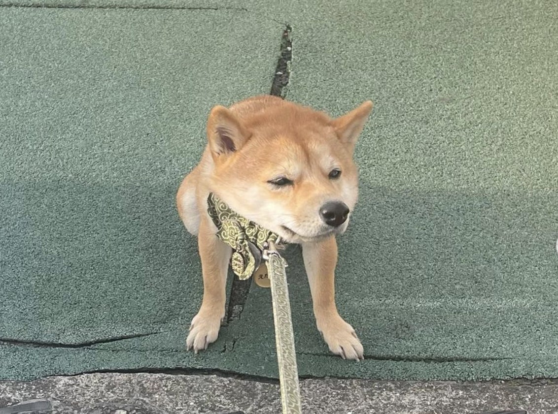 【バイオフィリア犬猫調査リリース＃8】2022年愛犬家が選ぶ、ワンワン流行語大賞１位は「可愛い」2位「うちの子」。今年の漢字は「幸」に決定！のサブ画像7