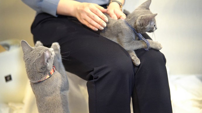  もっと猫をモフれる！お出かけ前もコロコロいらずのビースリー「ケトレル®︎」パンツのサブ画像4_ペットの爪がひっかかりにくい
