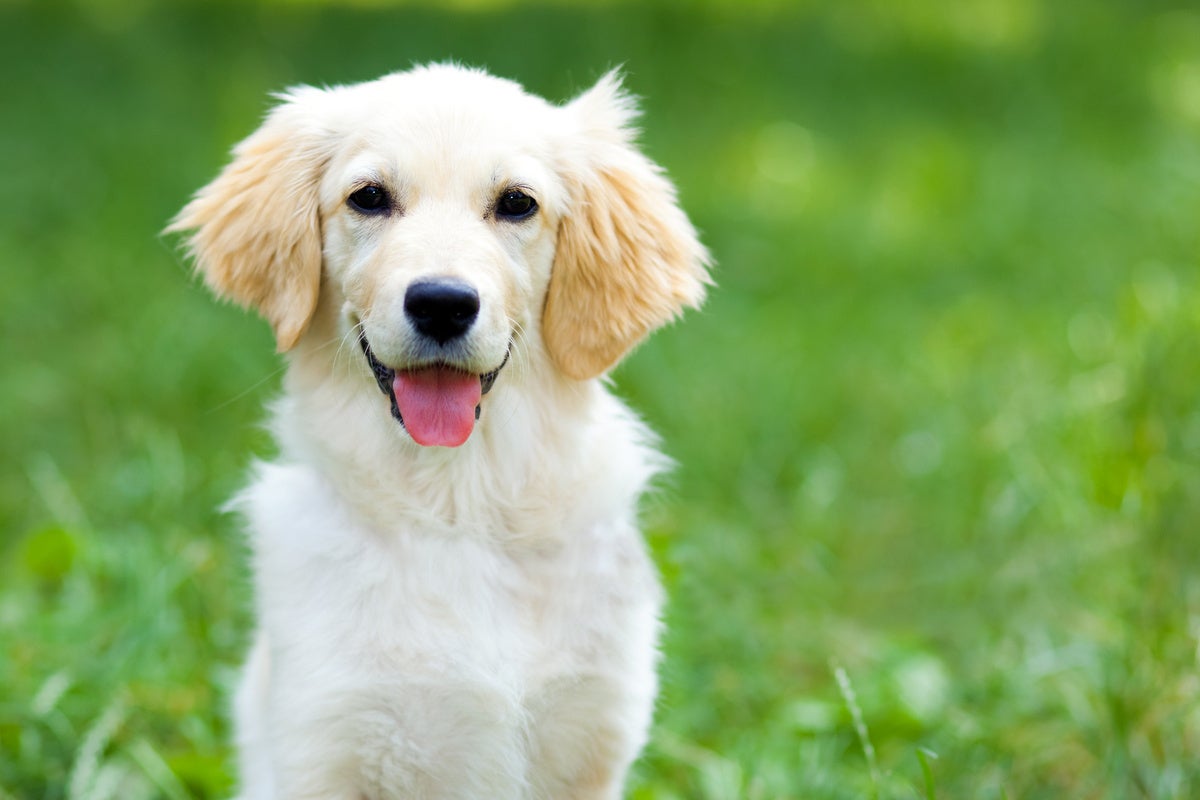＜2023年3月グランドオープン＞愛犬同伴専用 客室温泉付プライベートヴィラ「天然温泉＆プライベートスパ ドッグヴィラ千葉南房総」開業のお知らせのサブ画像4