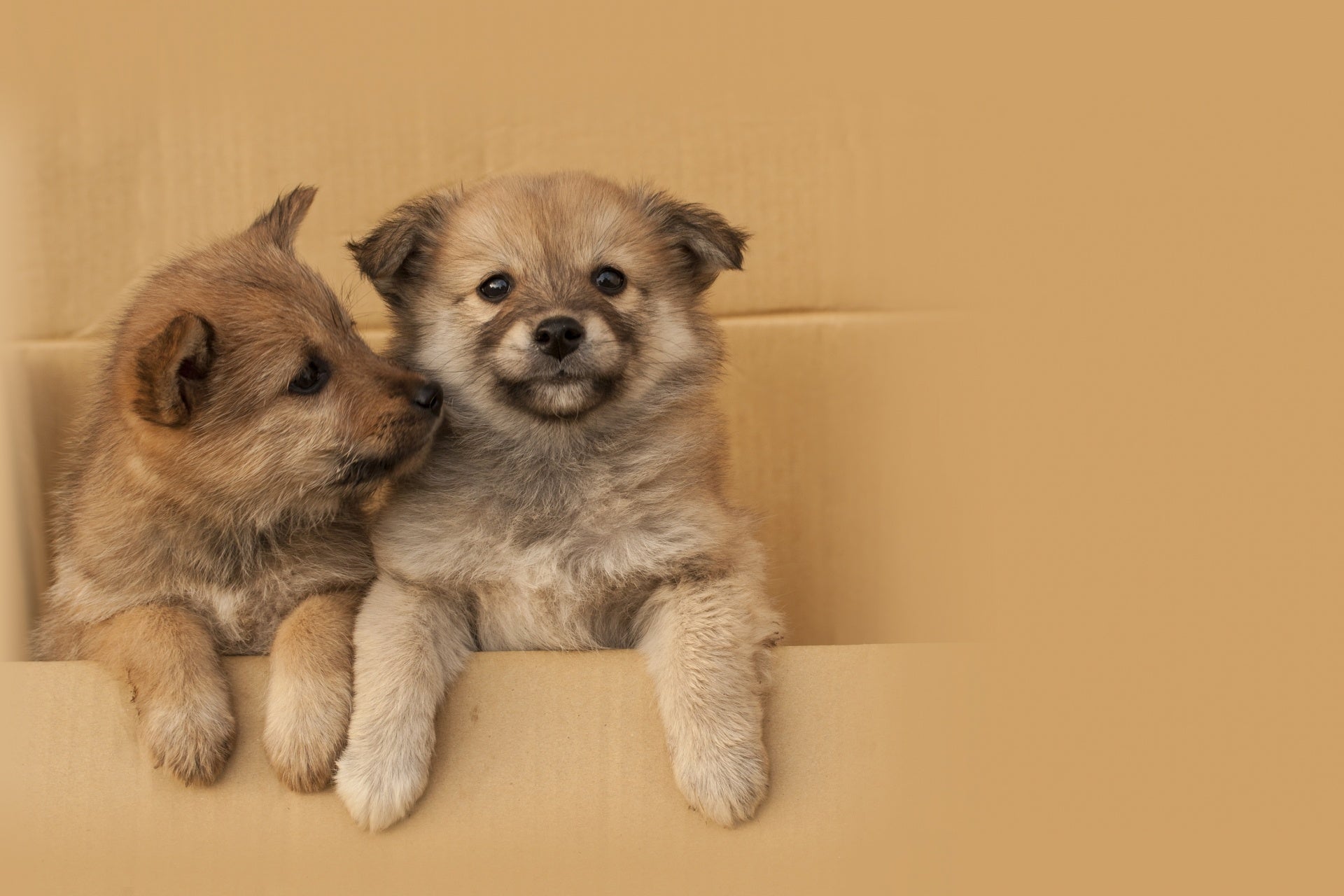 ＜2023年3月グランドオープン＞愛犬同伴専用 客室温泉付プライベートヴィラ「天然温泉＆プライベートスパ ドッグヴィラ千葉南房総」開業のお知らせのサブ画像9