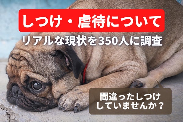 しつけで愛犬を叩いたことのある飼い主さんは42人、殴る蹴るが虐待だと思ってない人も1割超【飼い主350人アンケート】のサブ画像1