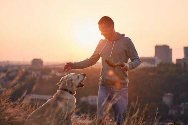 しつけで愛犬を叩いたことのある飼い主さんは42人、殴る蹴るが虐待だと思ってない人も1割超【飼い主350人アンケート】のサブ画像11