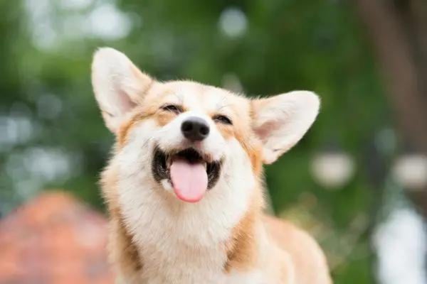 しつけで愛犬を叩いたことのある飼い主さんは42人、殴る蹴るが虐待だと思ってない人も1割超【飼い主350人アンケート】のサブ画像2