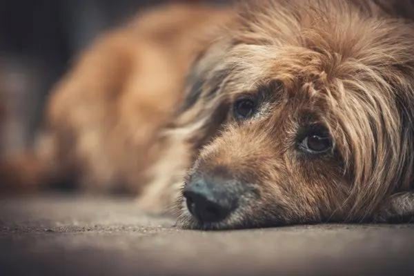 しつけで愛犬を叩いたことのある飼い主さんは42人、殴る蹴るが虐待だと思ってない人も1割超【飼い主350人アンケート】のサブ画像8