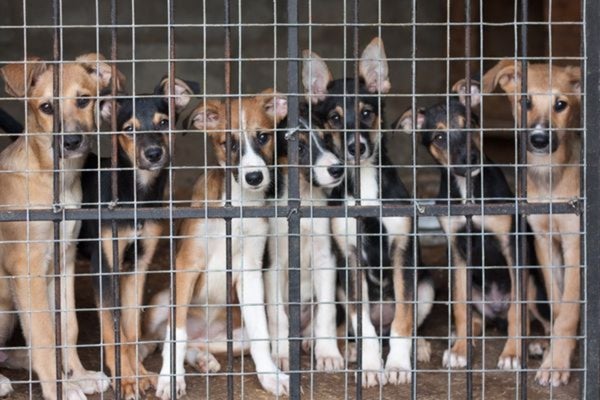 犠牲やリスクを知った上で愛犬のクローンを作りたい飼い主さんは0.6％！命の軽視と危惧する声も【現・元飼い主180人アンケート】 のサブ画像6