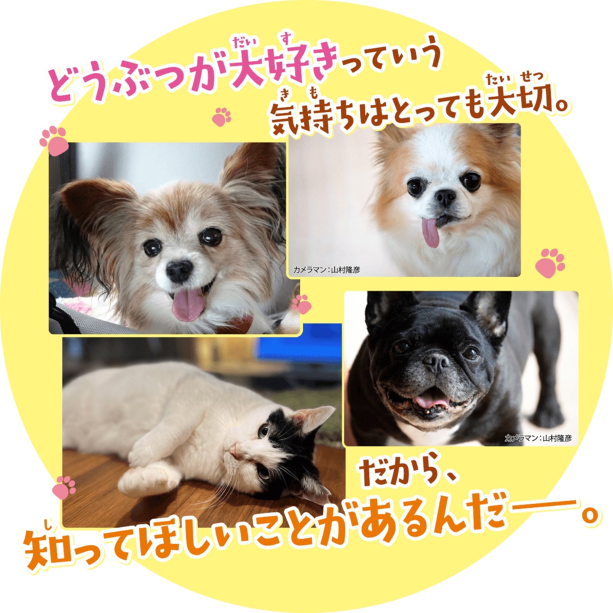 「クリスマスにペットがほしい？」杉本 彩氏監修、どうぶつが『大好き』『飼いたい』すべてのお子さんとご家庭におくる一冊。のサブ画像6