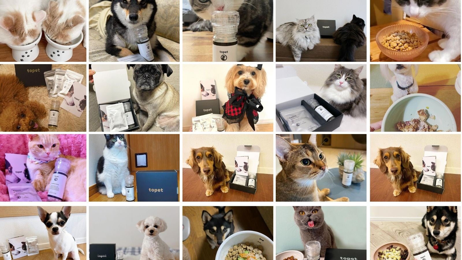 犬猫のデンタルケアは歯みがきだけではない！ペット栄養学のプロが開発した「お口のふりかけ」が公式WEBサイトにて販売開始のサブ画像1