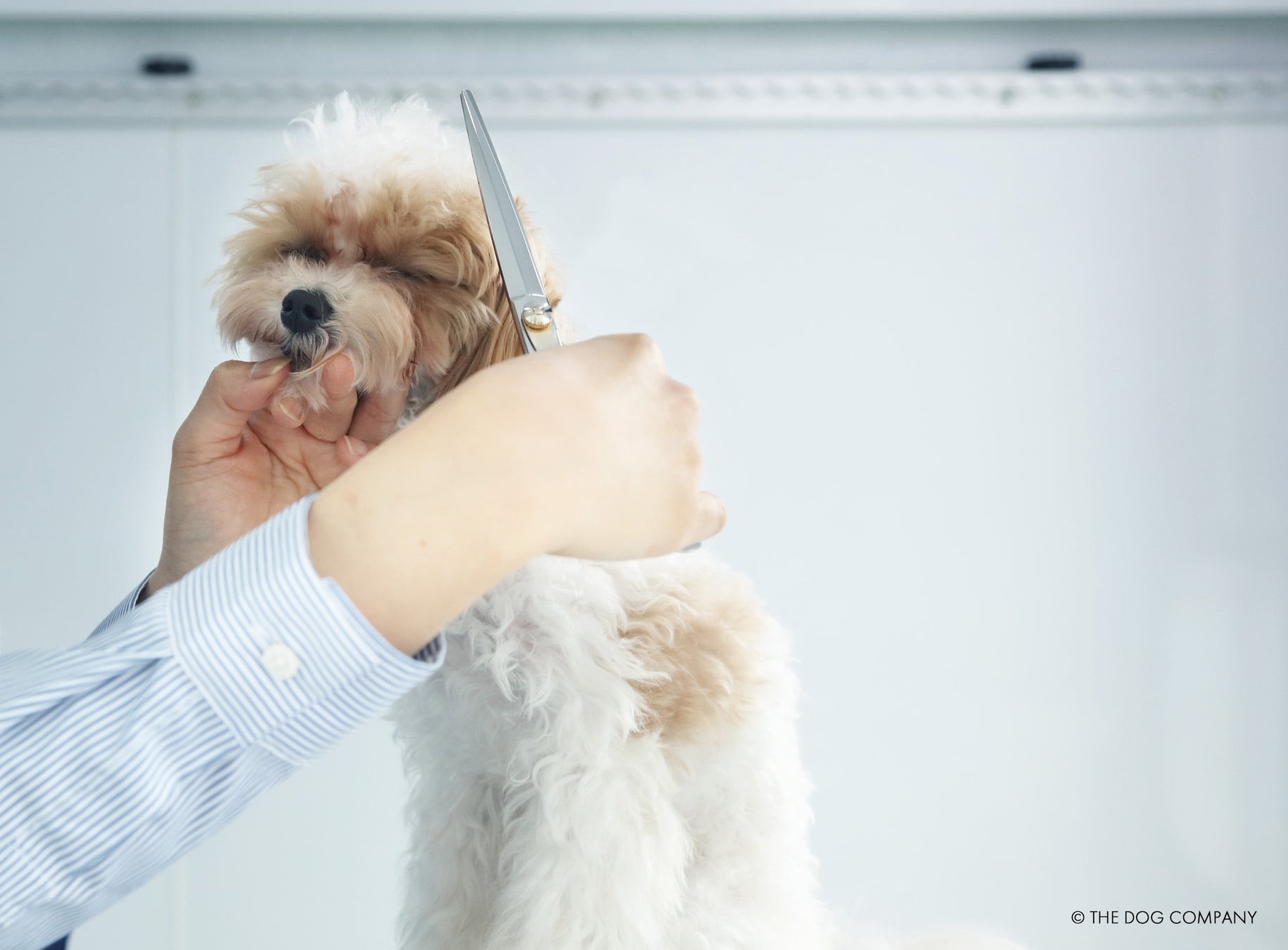 THE DOG™️が手がける移動型トリミングサロン フランチャイズ1号店「THE DOG™️ Salon Trimming Wagon 横浜本店」グランドオープン！のサブ画像2