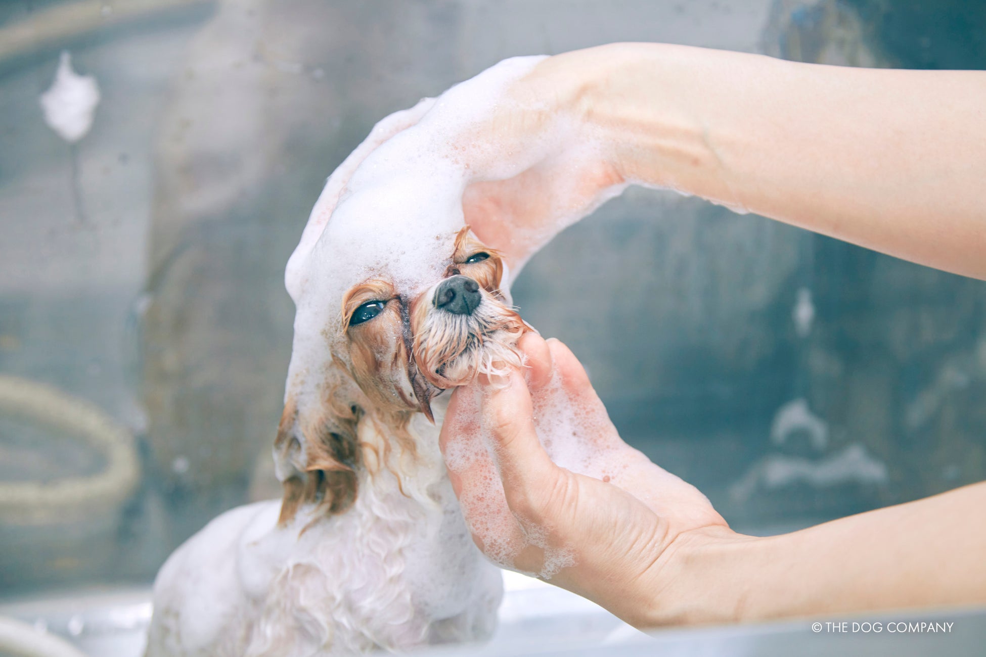 THE DOG™️が手がける移動型トリミングサロン フランチャイズ1号店「THE DOG™️ Salon Trimming Wagon 横浜本店」グランドオープン！のサブ画像3