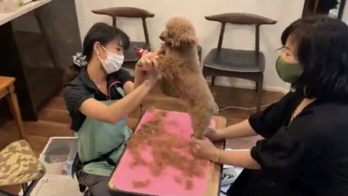 ペット飼い主の自宅への訪問サービスを展開する株式会社ホームトリマーが、新たに資金調達を実施。シードラウンドにて合計2千8百万円を調達。のメイン画像