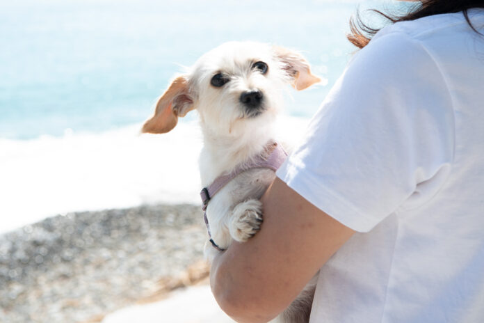 【愛犬と一緒に海辺でワーケーション】瀬会公園キャンプ場が”わん！ケーションプラン”を開始のメイン画像