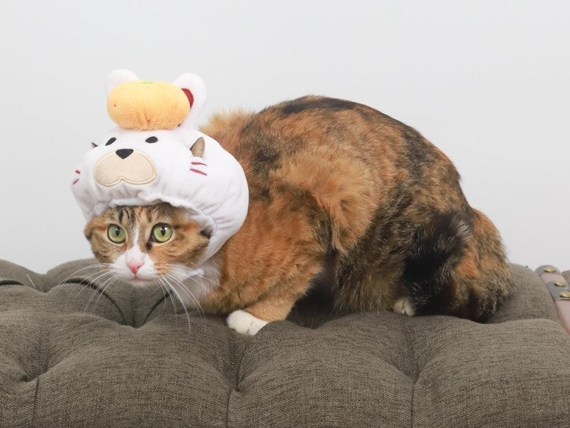 【ペットを連れて取材に来てください！】「家族写真」はペットも一緒に。杉並区のフォトスタジオ「シナト・ビジュアルクリエーション」のサブ画像2