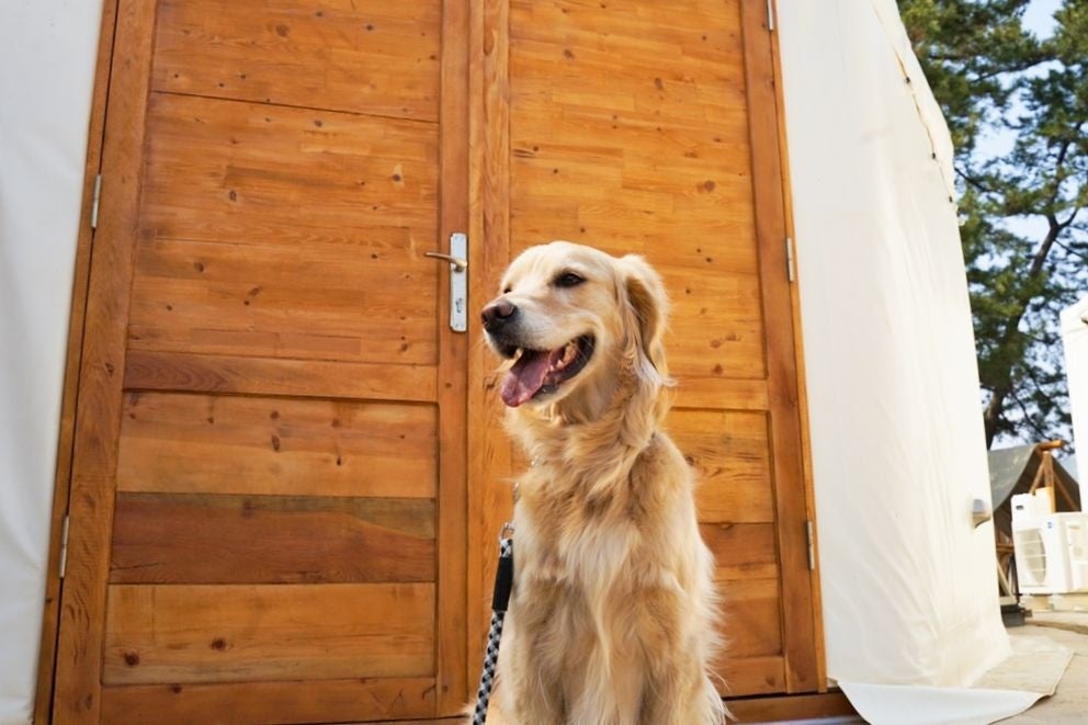 令和5年3月19日は愛犬と遊ぼう！イベント当日しか出会えないアイテムも多数！！【MINI犬市場  in WOOD DESIGN PARK ICHINOMIYA】愛知県一宮市で開催決定のサブ画像2