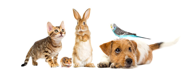 人気飼育犬種・猫種ランキング2022を発表！のメイン画像