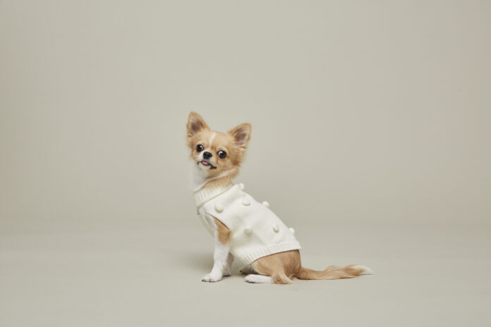 CITYDOG初のニットウェアが誕生立体的で上品なデザインが目を惹く数量限定アイテム「POPCORN KNIT」のメイン画像