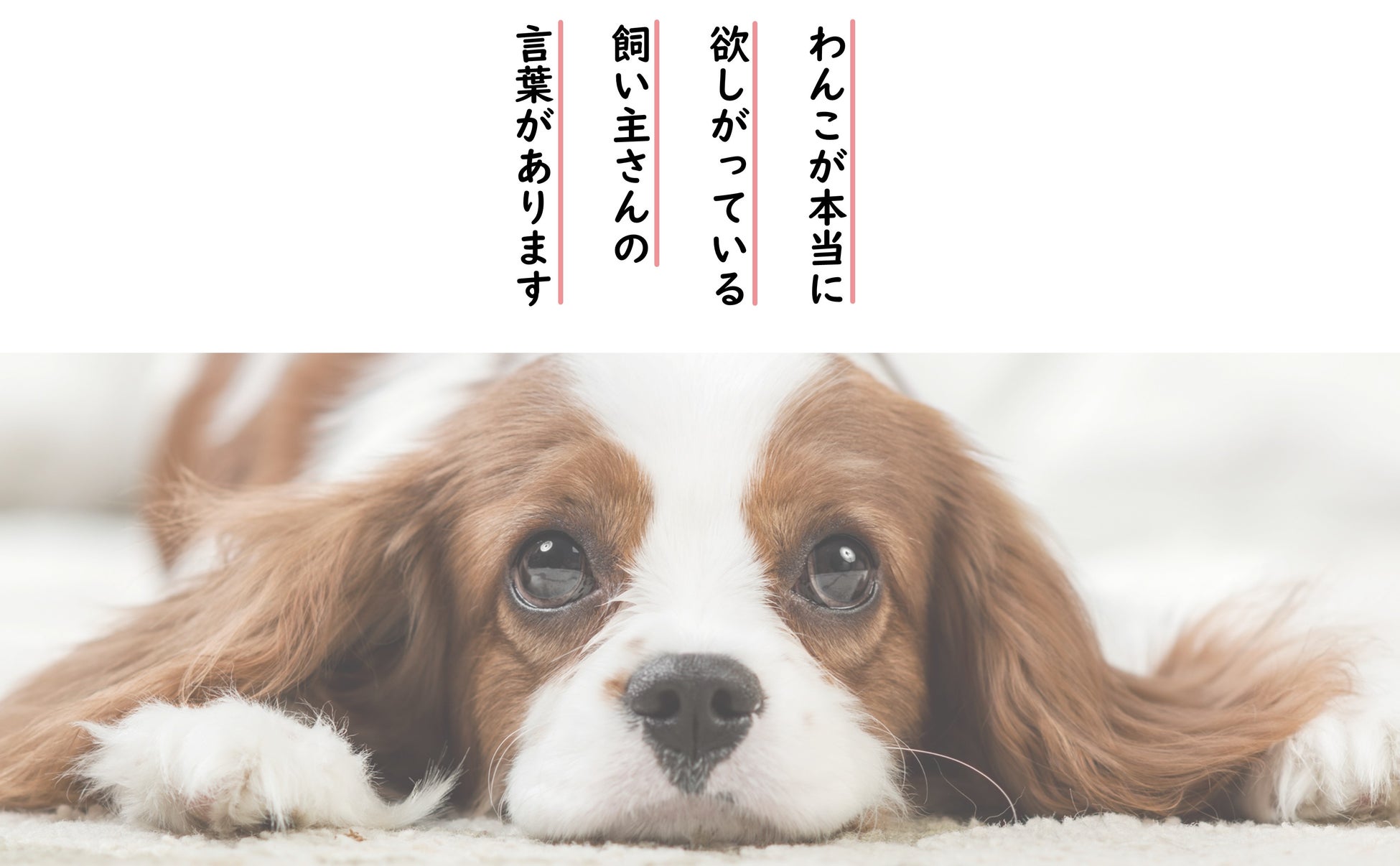 「この家に来てよかった」とわんこに思ってもらいたい飼い主さんへ……『いぬからのお願い　～私たち、こんな言葉を待ってます～』発売！のサブ画像2