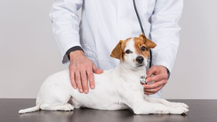 多くの愛犬家は痒みや口腔ケアを意識！飼い主が愛犬にケアしたい項目を犬の年齢や品種別に調査のメイン画像