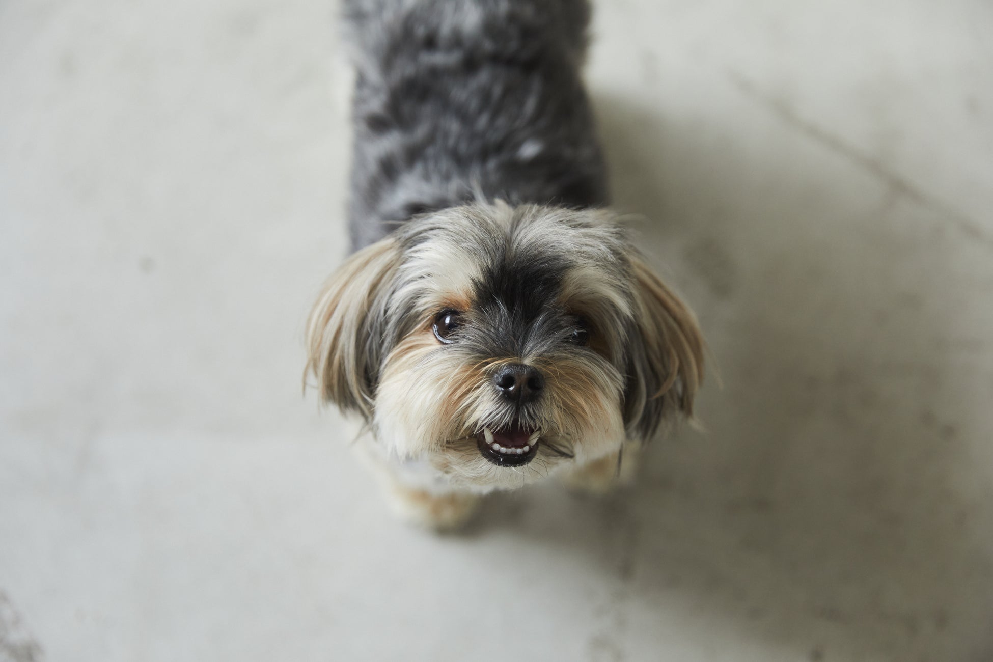 愛犬の栄養とおいしさにこだわったフリーズドライ製法｜ごはんにかけるスープ【WanSoup】がセレクトショップ「memeco」で販売スタート！のサブ画像9