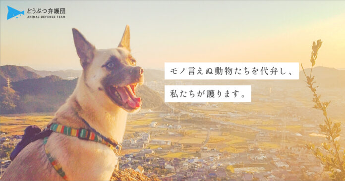 NPO法人 どうぶつ弁護団 「動物虐待をなくすため」　賛助会員を募集します！のメイン画像