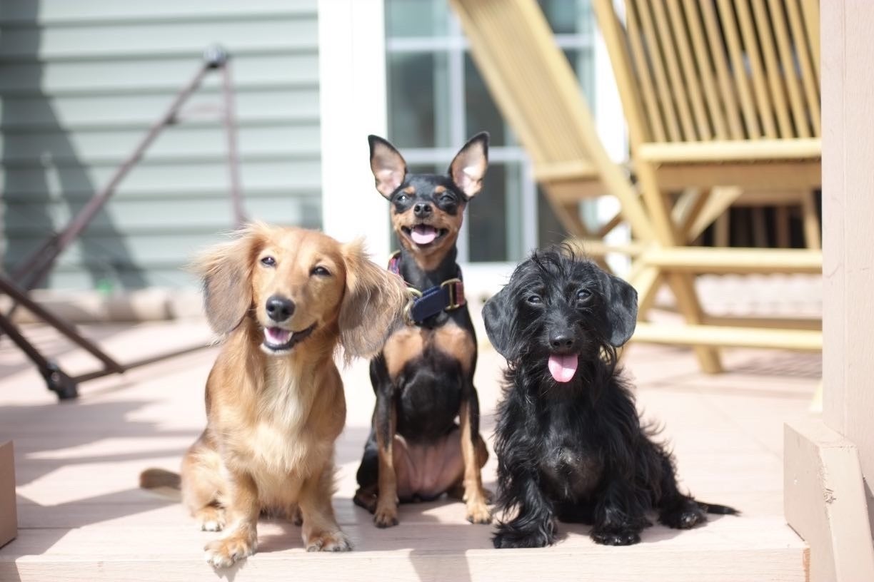 Solana Resortプレゼンツ！「ハッシュタグキャンペーン第2段！あなたの愛犬が巨大看板に！？」開催のサブ画像3