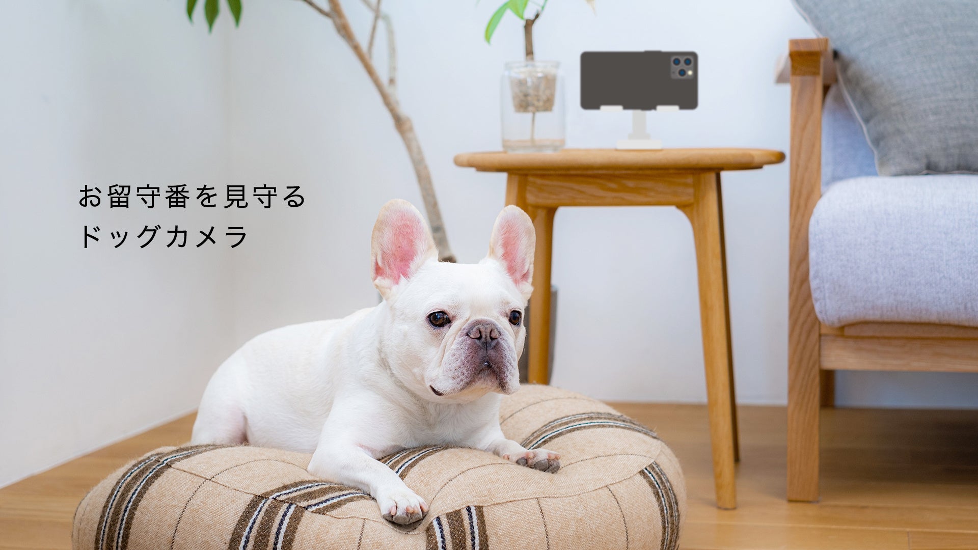 犬専用の音楽アプリ「オトとりっぷ」、AIカメラ搭載して愛犬のための「お留守番音楽アプリ」としてアップデートのサブ画像5