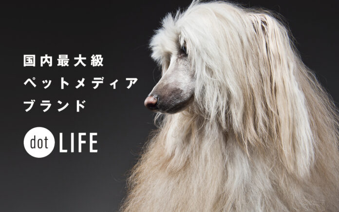 犬種特化型ペット専門メディア「dot LIFE」がブランドサイトをリニューアル！月間1,500万PVを突破のメイン画像