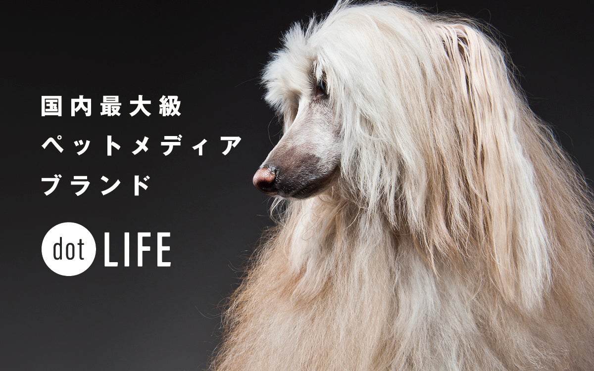 犬種特化型ペット専門メディア「dot LIFE」がブランドサイトをリニューアル！月間1,500万PVを突破のサブ画像1