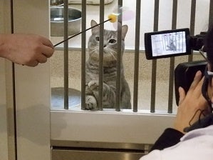 令和５年度動物愛護センターオンライン及び対面式譲渡会業務の委託業者を募集しますのサブ画像1_猫の撮影風景