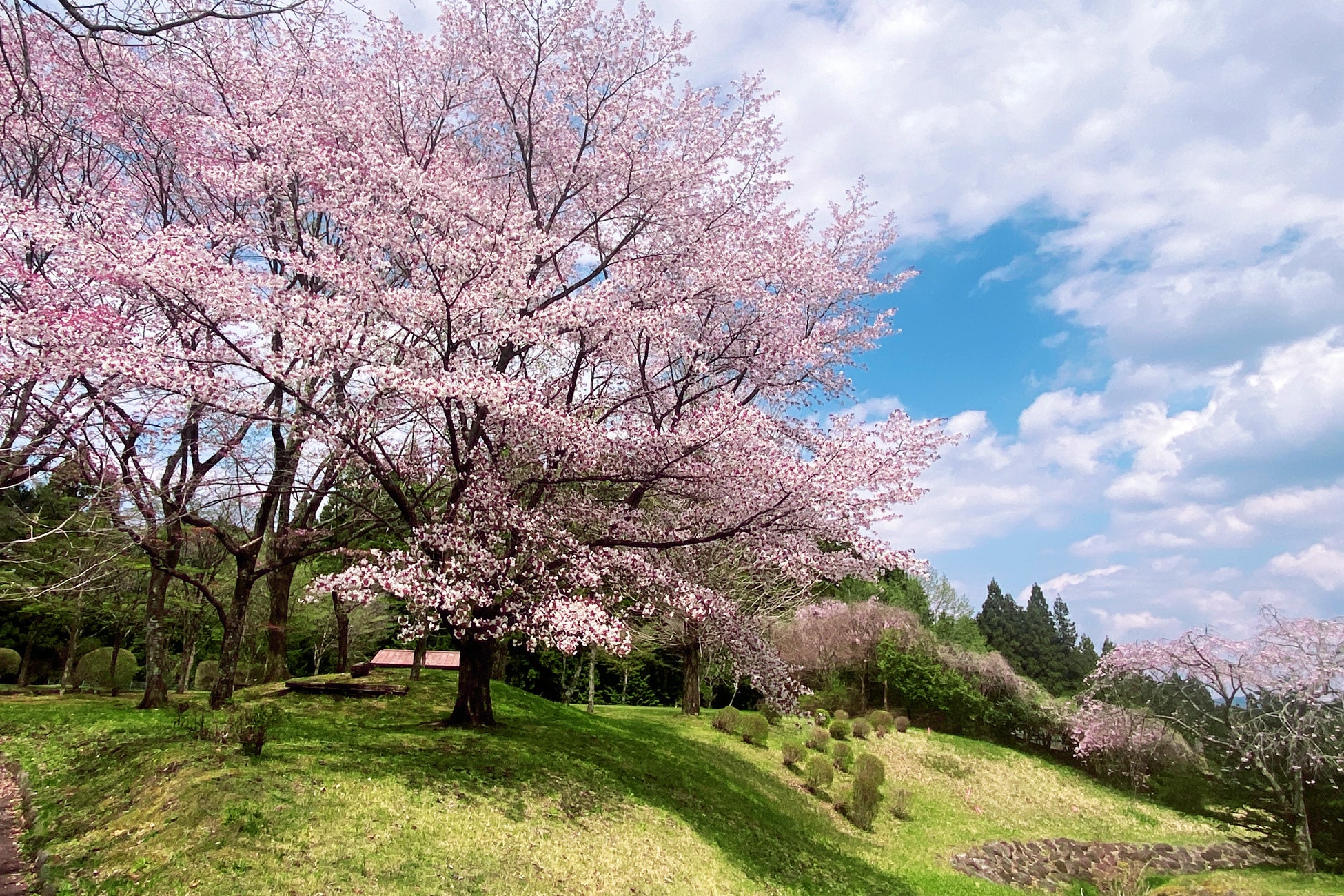 【日光お花見贅沢グランピング】開花は4月上旬！グランピング×お花見×ドッグランでプレミアムなひと時を、夜桜ライトアップキャンペーンも実施～ブリリアントヴィレッジ日光～のサブ画像2_オープン以前の桜写真～ブリリアントヴィレッジ日光