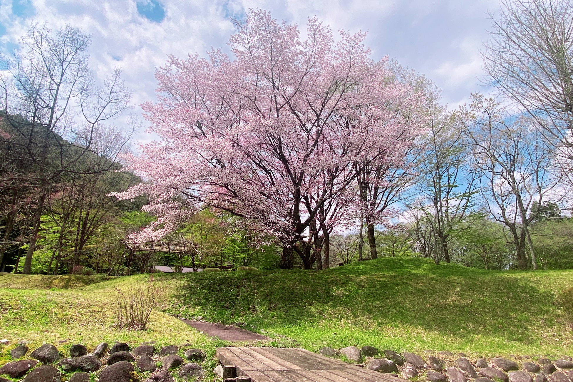 【日光お花見贅沢グランピング】開花は4月上旬！グランピング×お花見×ドッグランでプレミアムなひと時を、夜桜ライトアップキャンペーンも実施～ブリリアントヴィレッジ日光～のサブ画像3_オープン以前の桜写真～ブリリアントヴィレッジ日光