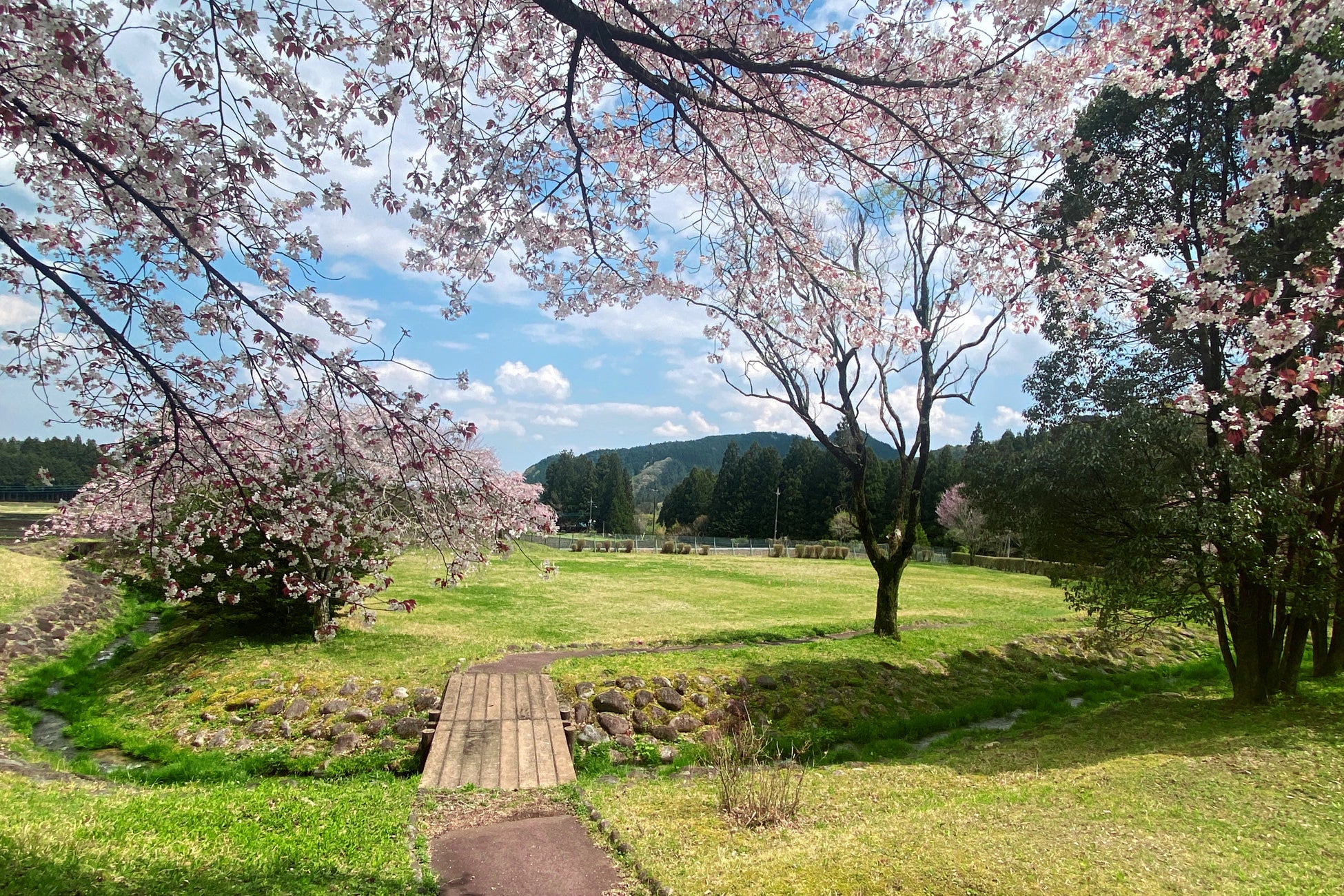 【日光お花見贅沢グランピング】開花は4月上旬！グランピング×お花見×ドッグランでプレミアムなひと時を、夜桜ライトアップキャンペーンも実施～ブリリアントヴィレッジ日光～のサブ画像4_オープン以前の桜写真～ブリリアントヴィレッジ日光