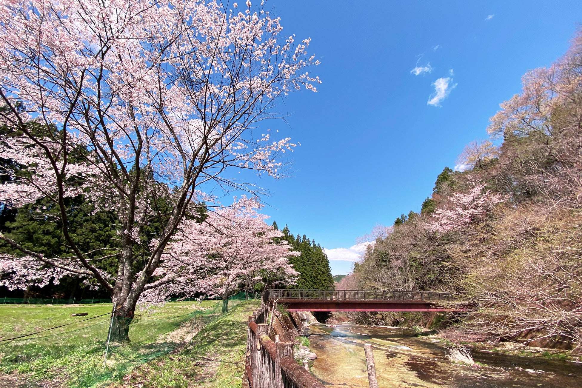 【日光お花見贅沢グランピング】開花は4月上旬！グランピング×お花見×ドッグランでプレミアムなひと時を、夜桜ライトアップキャンペーンも実施～ブリリアントヴィレッジ日光～のサブ画像5_不動滝｜オープン以前の桜写真～ブリリアントヴィレッジ日光