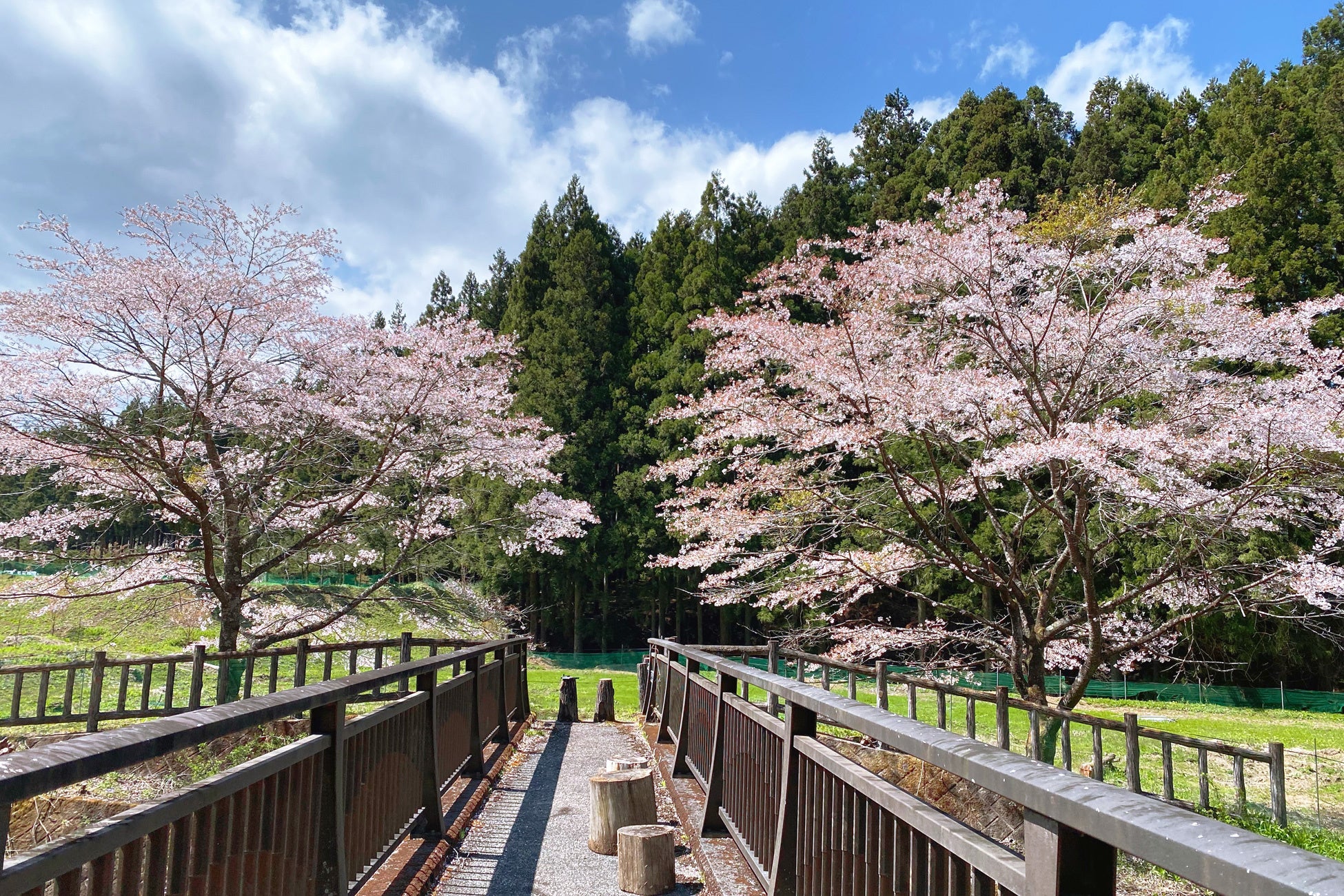 【日光お花見贅沢グランピング】開花は4月上旬！グランピング×お花見×ドッグランでプレミアムなひと時を、夜桜ライトアップキャンペーンも実施～ブリリアントヴィレッジ日光～のサブ画像6_不動滝｜オープン以前の桜写真～ブリリアントヴィレッジ日光