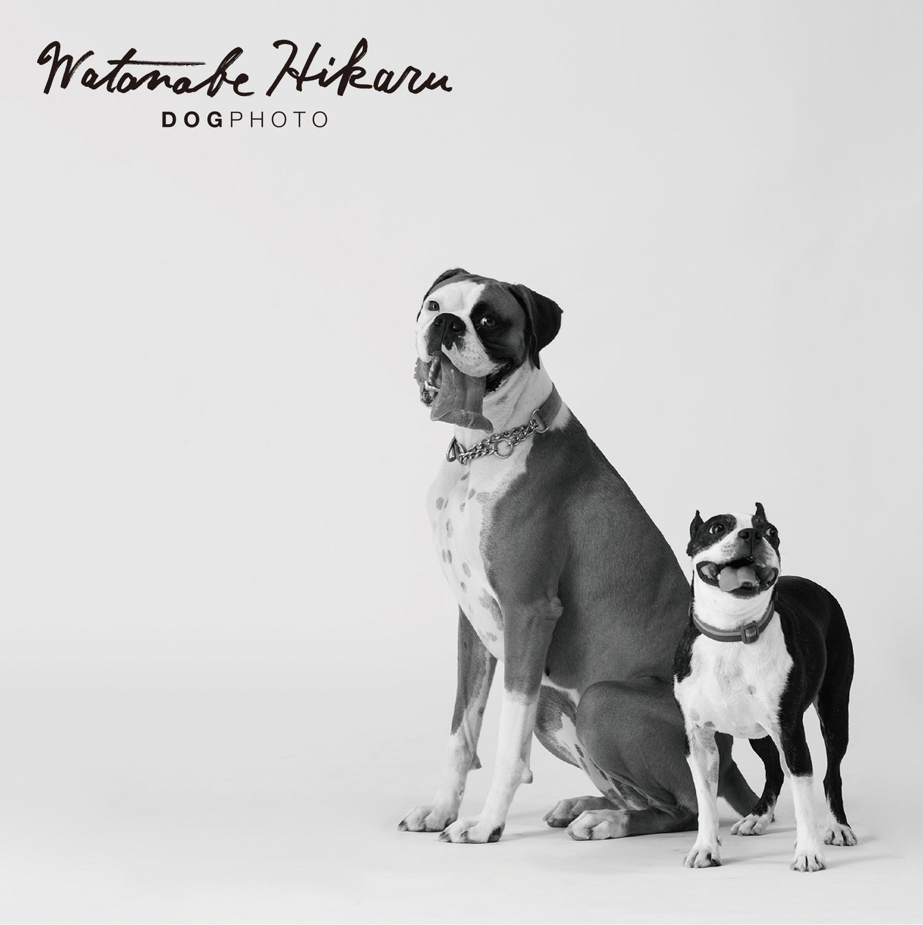 愛犬ポートレート撮影会「WATANABEHIKARU_DOGPHOTO SESSION」湘南T-SITE「第37回ワン！One day」に3/26 （日）初出展のサブ画像2_愛犬家のための愛犬ポートレート撮影会「WATANABEHIKARU_DOGPHOTO SESSION」