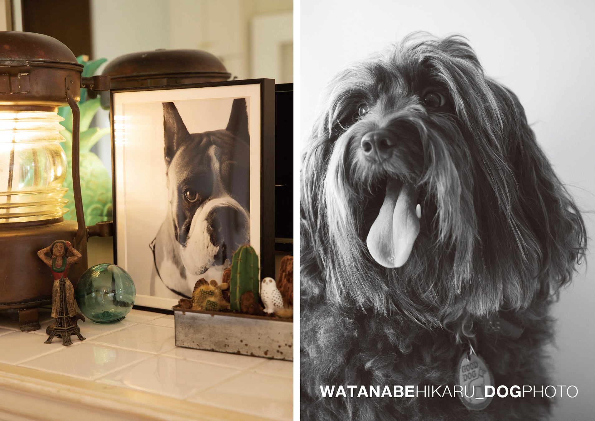 愛犬ポートレート撮影会「WATANABEHIKARU_DOGPHOTO SESSION」湘南T-SITE「第37回ワン！One day」に3/26 （日）初出展のサブ画像6_写真はモノクロで撮影し、額縁にお入れして後日ご自宅までお送りします。
