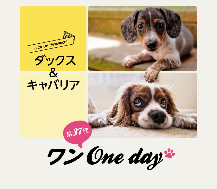 愛犬ポートレート撮影会「WATANABEHIKARU_DOGPHOTO SESSION」湘南T-SITE「第37回ワン！One day」に3/26 （日）初出展のサブ画像9