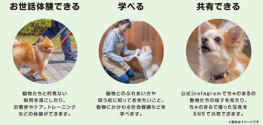 ビーンズ保土ヶ谷に「ちゃのまる」が3月27日(月)より期間限定でオープン！のサブ画像3