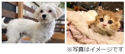 ビーンズ保土ヶ谷に「ちゃのまる」が3月27日(月)より期間限定でオープン！のサブ画像4