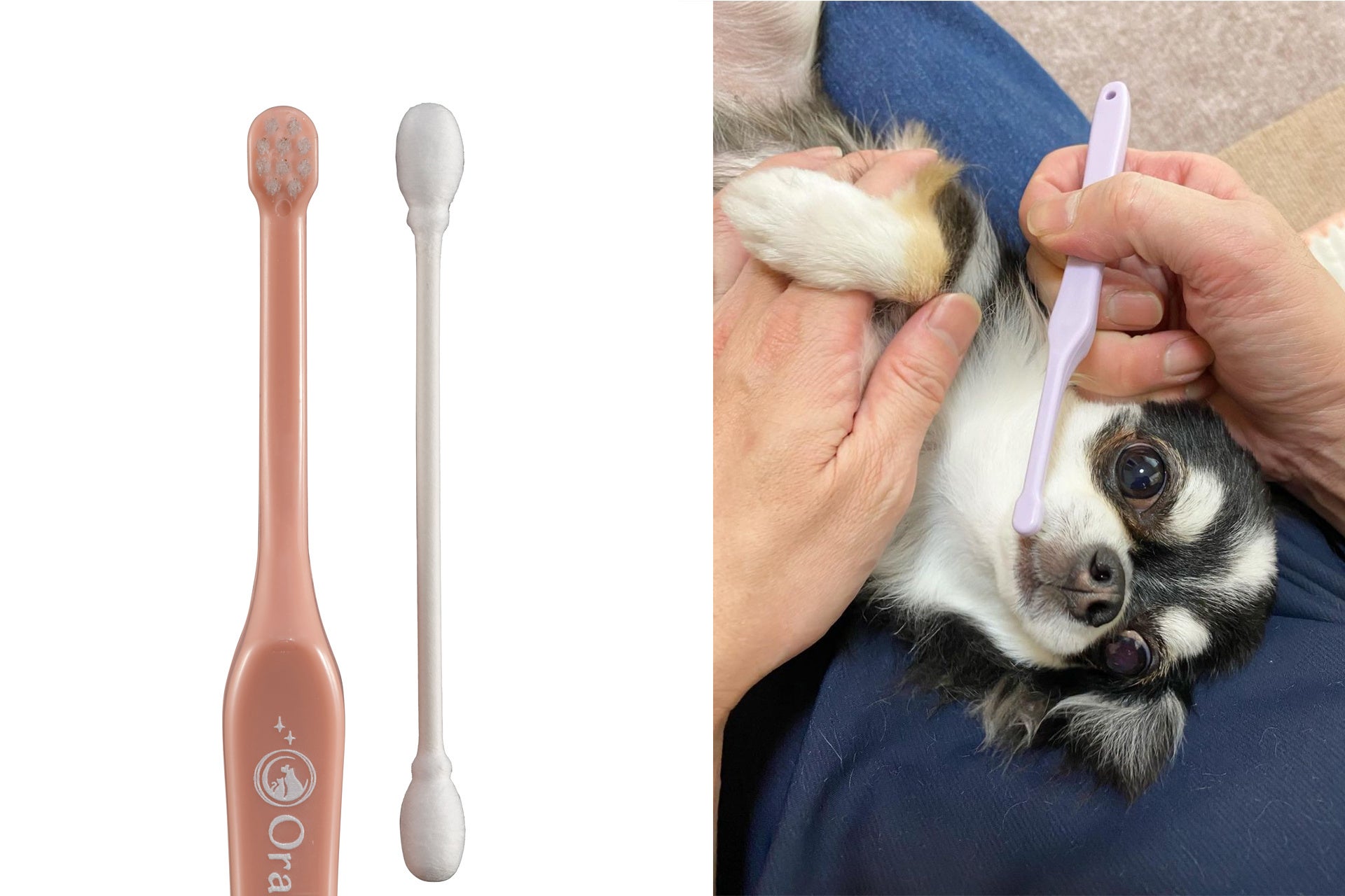 まさに綿棒サイズ！業界最小クラスの極小ヘッドを実現。愛犬愛猫用歯ブラシ「オーラバイオブラシMINI」新発売！猫や超小型犬のお口にジャストフィット。のサブ画像1