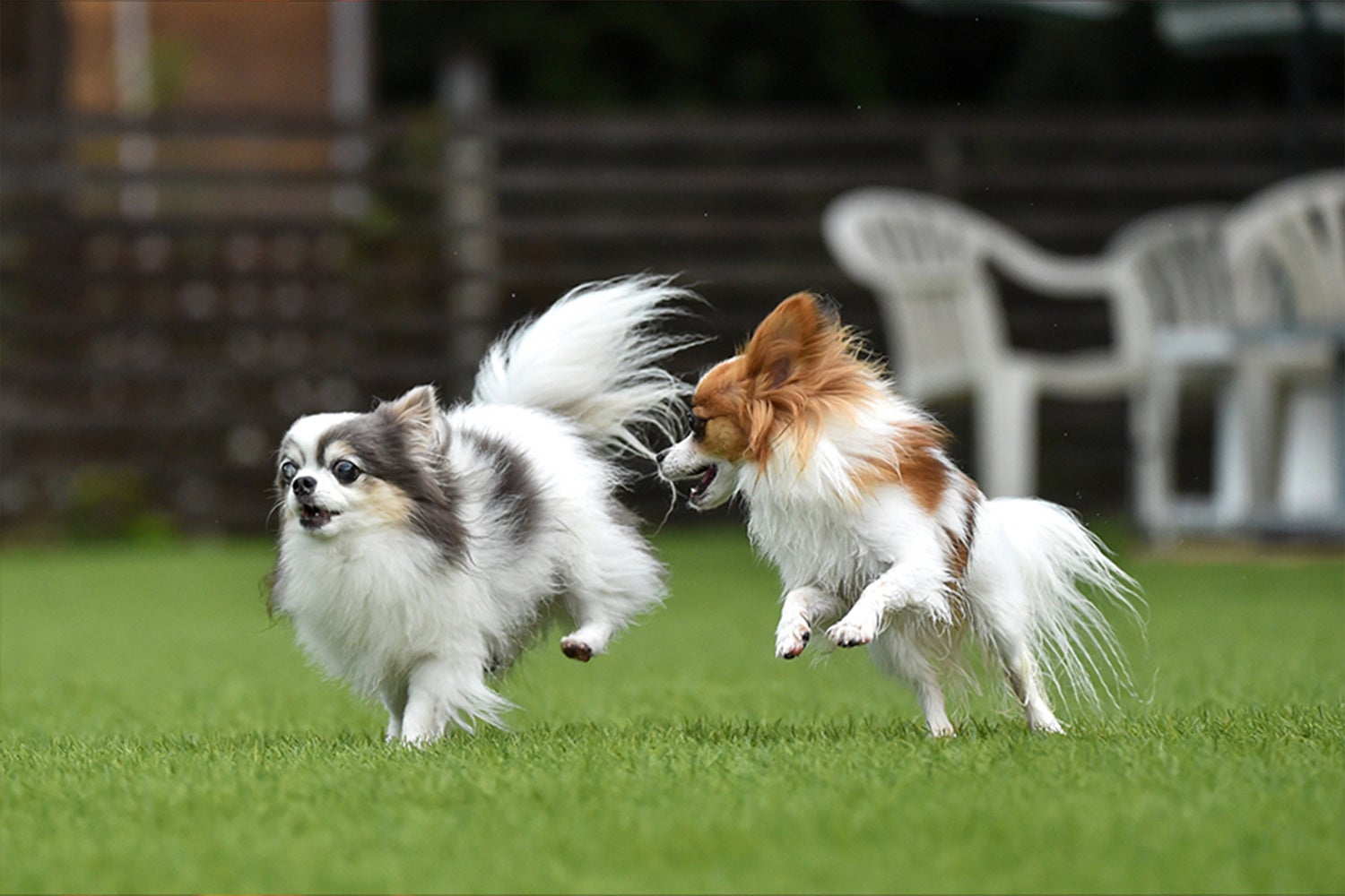 岐阜県恵那市に2022年4月グランドオープン　愛犬同伴専用 「メダリオンリゾート プライベートドッグヴィラ」開業のお知らせのサブ画像9
