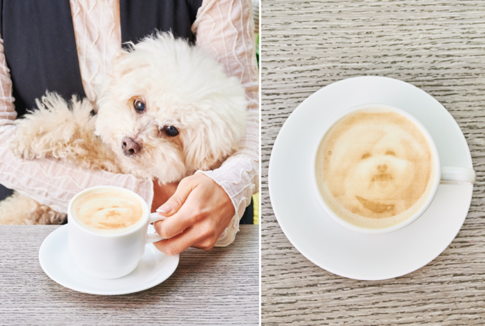平日テラス限定！愛犬の写真がプリントされたカフェラテ付「ドッグウェルカムプラン」が新登場のメイン画像