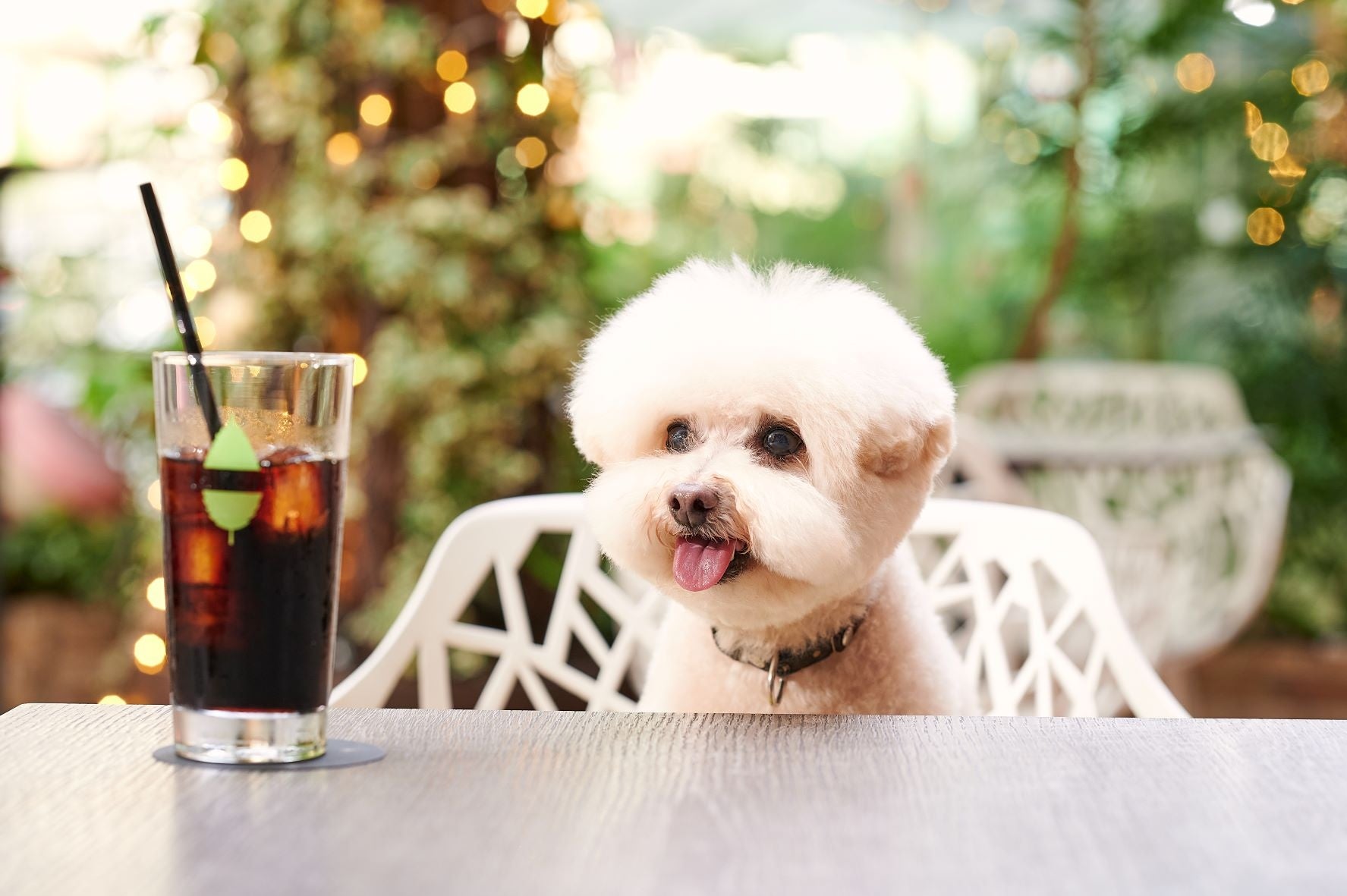 平日テラス限定！愛犬の写真がプリントされたカフェラテ付「ドッグウェルカムプラン」が新登場のサブ画像1