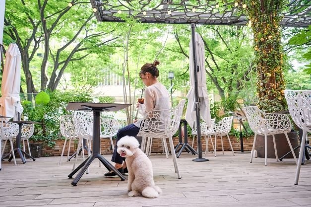 平日テラス限定！愛犬の写真がプリントされたカフェラテ付「ドッグウェルカムプラン」が新登場のサブ画像5