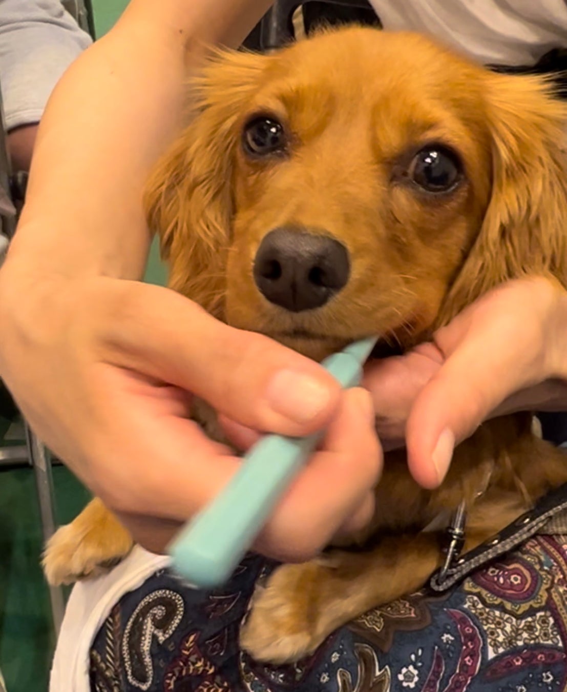 愛犬の歯みがきが出来ない！と悩む飼い主様を救いたい！インターペット2023で獣医師による特殊顕微鏡での口腔内チェックやドッグトレーナーによる犬の気持ちに立った歯みがきセミナー、歯みがき教室を開催！のサブ画像4
